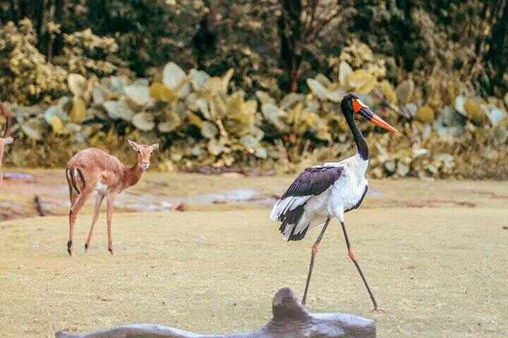 sadle billed stork 